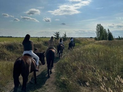 Прокат на лошади по полю